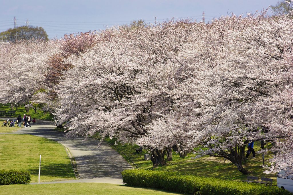 宮川堤の桜