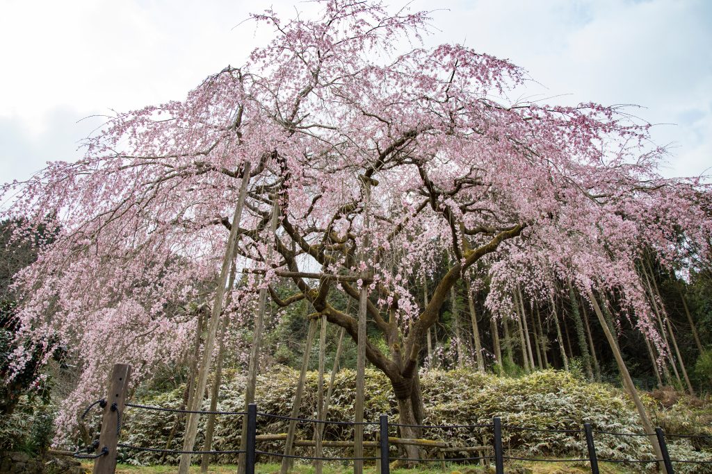 田ノ頭郷のしだれ桜