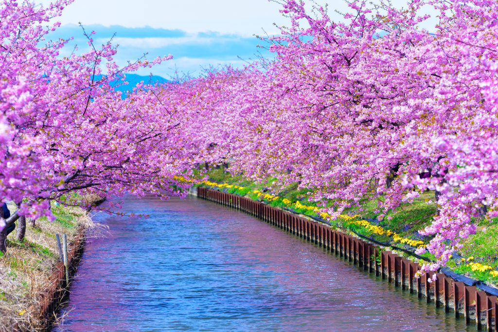 笠松河津桜ロード