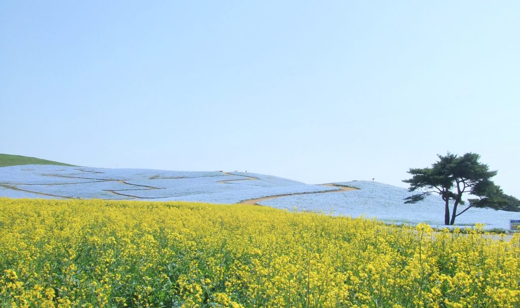 茨城・ひたち海浜公園のネモフィラと菜の花