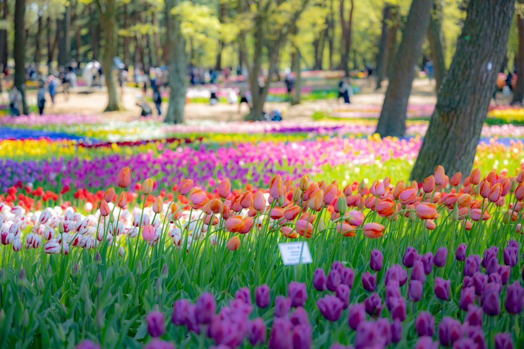 ひたち海浜公園 チューリップ