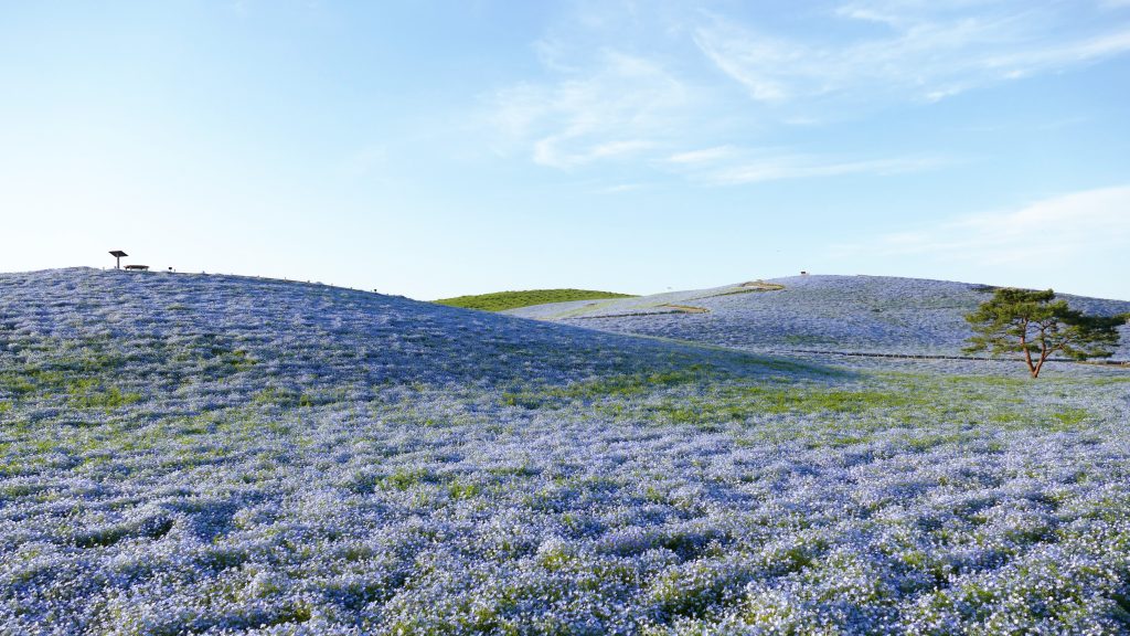 ネモフィラ　みはらしの丘