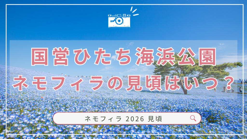 国営ひたち海浜公園ネモフィラ
